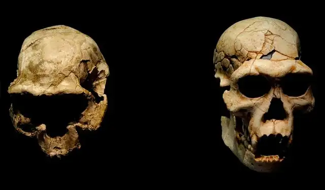  Reproducciones de cráneos antiguos hallados en Dmanisi, Georgia. Foto: Universal History Archive   