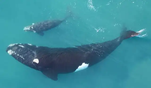 Especie de Eubalaena japonica, al cual pertenece uno de los fósiles descubierto. Foto: Fishbios Especie de Eubalaena japonica, al cual pertenece uno de los fósiles descubierto. Foto: Fishbios