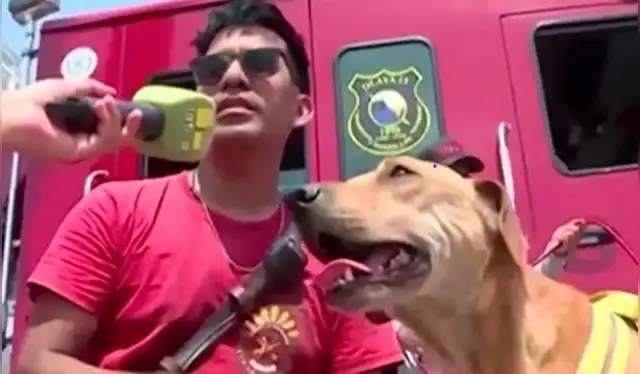  Afortunadamente, “Barranquito” tuvo la suerte de ser rescatado y por el momento vivirá con una familia hasta su adopción. Foto: captura de Latina   