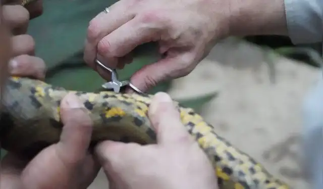  Los expertos toman una muestra de una anaconda verde macho, que luego se reveló como una nueva especie, Eunectes akayima. Foto: National Geographic   