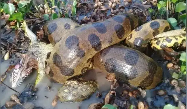  La anaconda verde del norte (en la imagen) se separó de su contraparte del sur hace 10 millones de años. Foto: Universidad de Queensland   