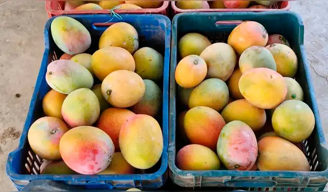  Producción de mango apenas llega al 25% en comparación al año pasado. Foto: Emmanuel Moreno, La República    