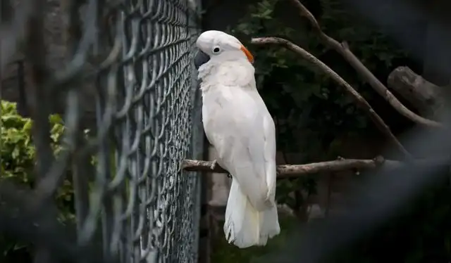  Loreno, una cacatúa de 42 años, también recibe cuidado y ejercicios que facilitan su control sanitario. Foto: Andina   