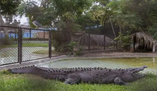 Naylamp, nacida en 1927, ha superado la expectativa de vida de su especie. Foto: Andina.   