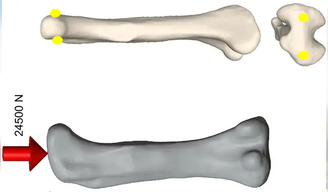  Detalles del fémur del Neuquensaurus. Foto: Paleontology   