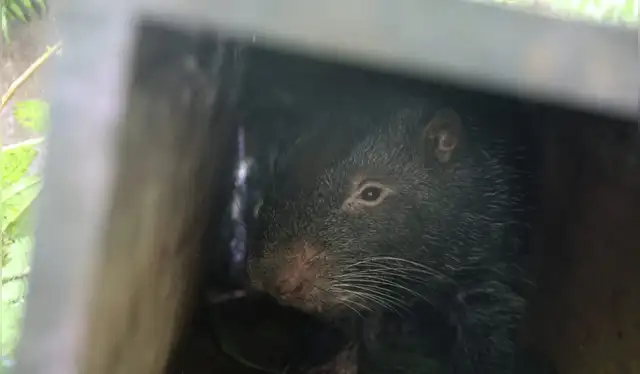 El centro, dirigido por Eduardo Jorge, aboga por la conservación y ha recibido reconocimiento por su excelente manejo de animales, contribuyendo a la biodiversidad local y la regeneración del bosque. 