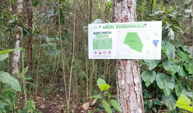 Esta iniciativa, respaldada por la comunidad y reconocida por OSINFOR, promueve la conservación y refuerza la biodiversidad en la región, ayudando a aumentar la población de macheteros en su entorno natural.   