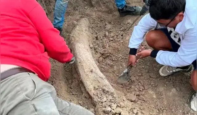  El fósil se encontraba bajo sedimentos cuya antigüedad se estima en más de 100.000 años. Foto: Museo de Ciencias de Miramar.   