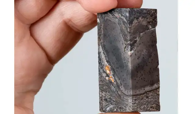  Fósil de Prototaxites, que fue descubierto en Rhynie, Aberdeenshire. Foto: Neil Hanna   