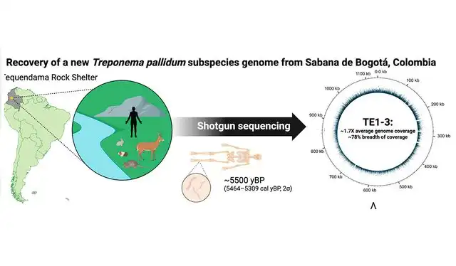  Linaje profundamente divergente de Treponema pallidum en América. Foto: Science   