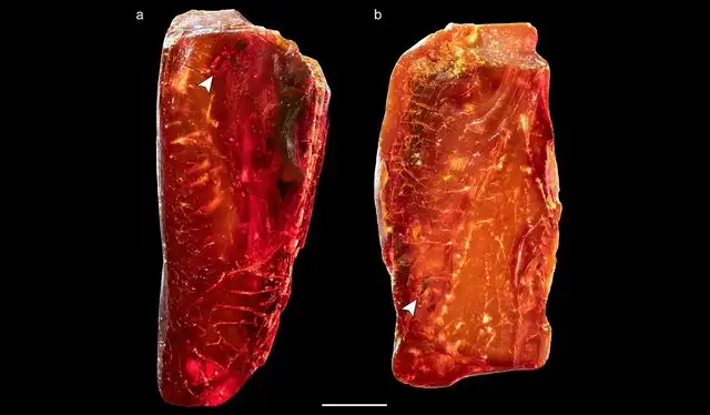  Pieza de ámbar que muestra la inclusión Ctenobethylus goepperti. Foto: Nature   