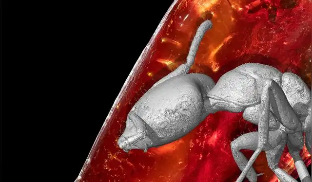  Reconstrucción 3D de la hormiga y el fósil en el ámbar original detrás de ella. Foto: Nature   