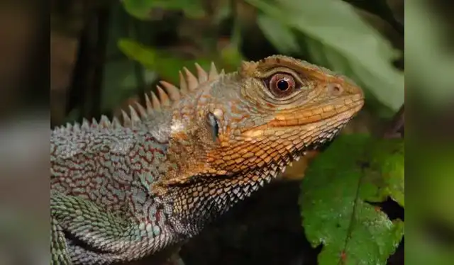  Los investigadores destacan que la presencia de esta lagartija, A. laevis, representa un caso notable de evolución. Foto: Andina   