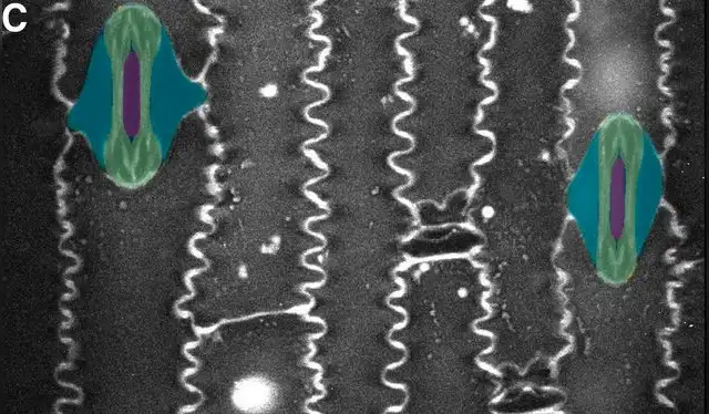  Imagen representativa de estomas y mediciones del intercambio de gases. Foto: Plant Physiology   