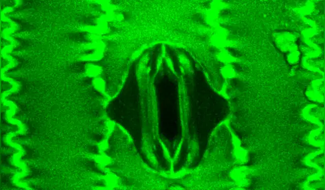 Las estomas son poros microscópicos ubicados en la epidermis de las hojas y tallos de las plantas. Foto: Plant Physiology    