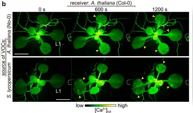 El experimento registra cómo dos especies realizan procesos químicos para comunicarse ante la amenaza de una oruga. Foto: Nature   