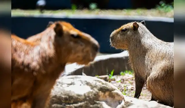  La recuperación del Parque Natural de Pucallpa, hoy categorizado como zoológico de nivel B, se refleja en el fuerte aumento de visitantes, la incorporación de nuevas especies amazónicas y un renovado interés del turismo nacional y extranjero. Foto: GORE Ucayali.   