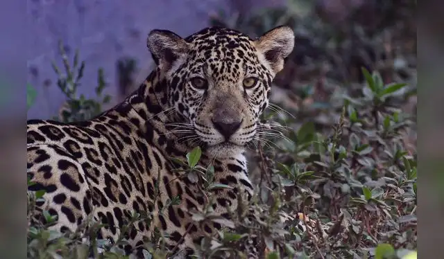 . Más que un atractivo turístico, es hoy un espacio de conservación, educación e identidad. Foto: GORE Ucayali.   