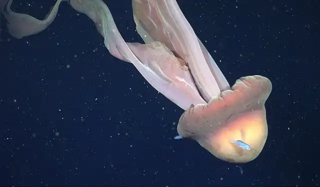  Stygiomedusa gigantea, comúnmente conocida como la medusa fantasma gigante, filmada a 250 metros. Foto: Schmidt Ocean Institute   