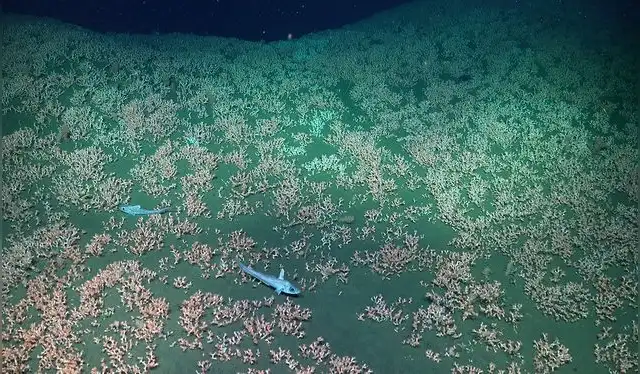  Corales que forman arrecifes a profundidades aproximadas de 1044 m. que sirven como refugios para la biodiversidad. Foto: Schmidt Ocean Institute    