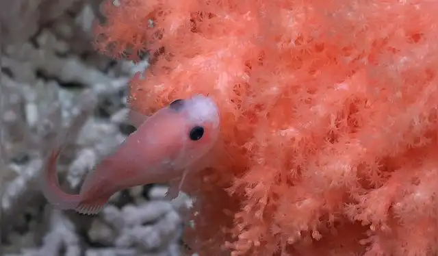  Pez caracol nadando cerca de un coral a 1075 metros de profundidad. Foto: Schmidt Ocean Institute    
