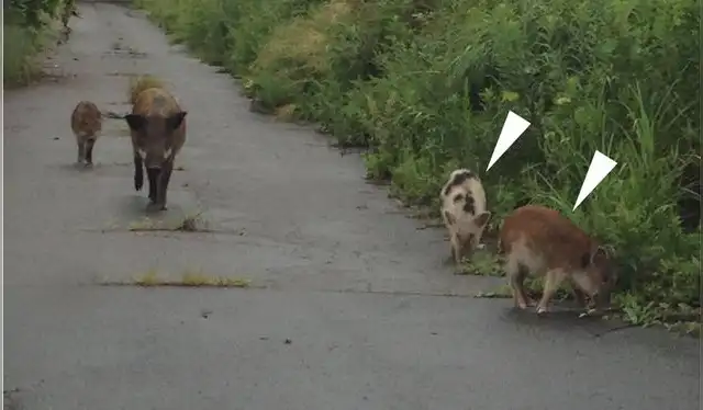  Fotografía de presuntos híbridos entre cerdo doméstico y jabalí, tomada en la zona de evacuación el 31 de agosto de 2017. Foto: Journal of Forest Research   