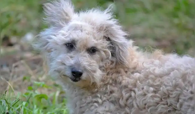 Asociación Canófila Peruana busca reconocimiento para el chaku cusqueño. Foto: difusión    
