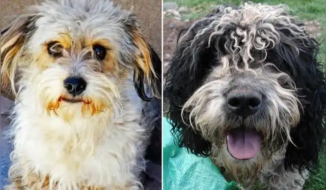 Raza originaria se ha transmitido entre generaciones en las comunidades altoandinas del Perú. Foto: difusión   