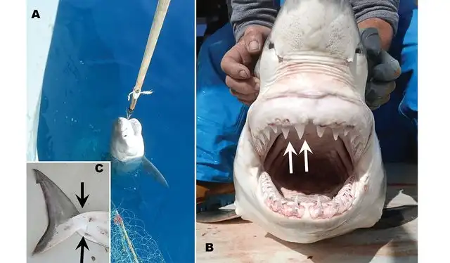  Detalles del tiburón capturado con imágenes de su boca y aleta. Foto: Acta Ichthyologica et Piscatoria   