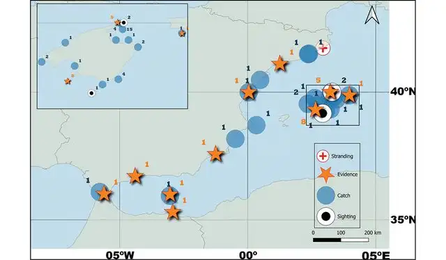 Registros de ejemplares de tiburón blanco reportados en las costas españolas, tanto históricos como actuales. Foto: Acta Ichthyologica et Piscatoria   