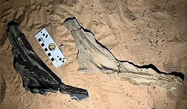  Crestas fosilizadas de espinosaurio descubiertas en el desierto. Foto: Daniel Vidal   