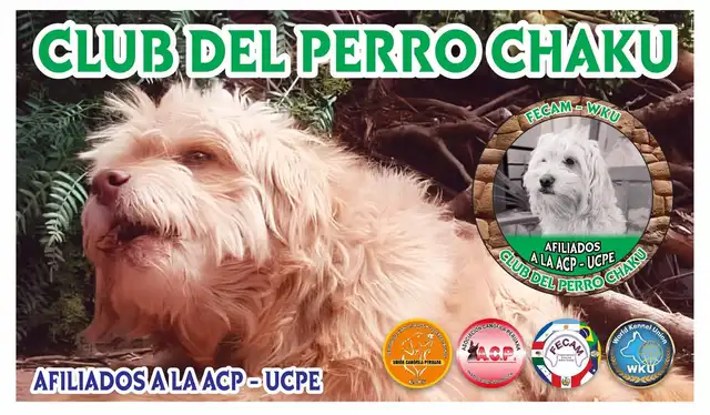  Asociación Canófila Peruana – Unión Canófila Peruana realiza campaña de evaluación y registro. Foto: ACP-UCPE    