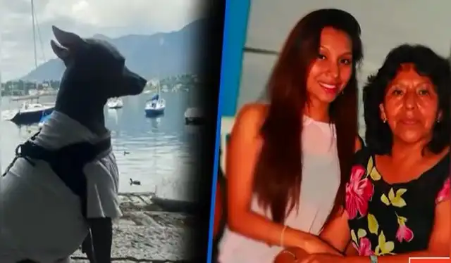 Canes de raza viringo&nbsp;peruano y se encuentra en Egipto. Foto: Latina    