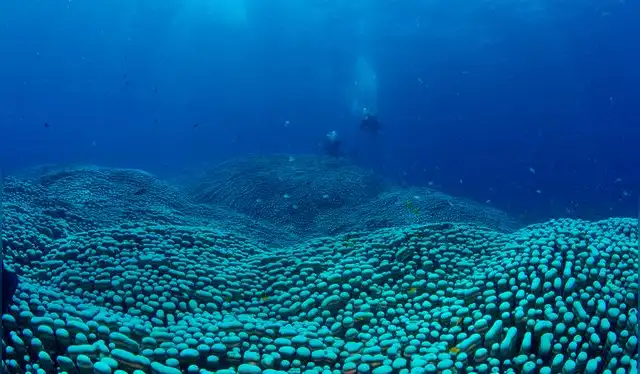 La colonia de coral cubre una superficie estimada de 3973 metros cuadrados. Foto: Biopixel / Richard Fitzpatrick La colonia de coral cubre una superficie estimada de 3973 metros cuadrados. Foto: Biopixel / Richard Fitzpatrick