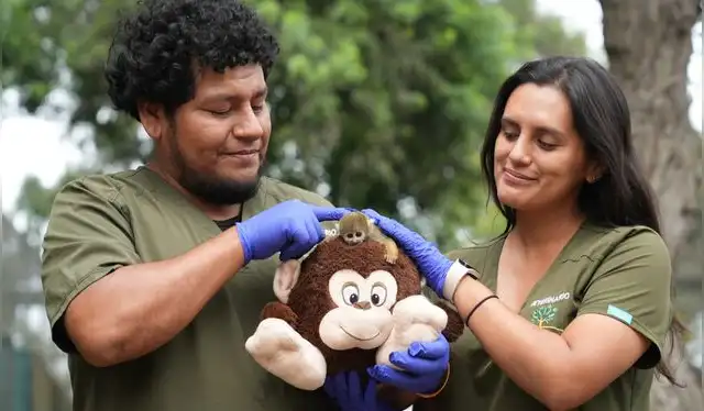 El pequeño mono fraile integra actualmente el conjunto de más de 120 ejemplares recuperados en un minizoológico. Foto: Serpar El pequeño mono fraile integra actualmente el conjunto de más de 120 ejemplares recuperados en un minizoológico. Foto: Serpar