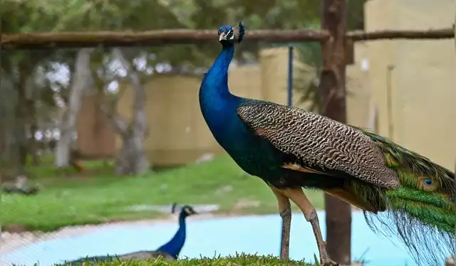 Recuperación de animales víctimas del tráfico ilegal. Foto: Serpar Recuperación de animales víctimas del tráfico ilegal. Foto: Serpar