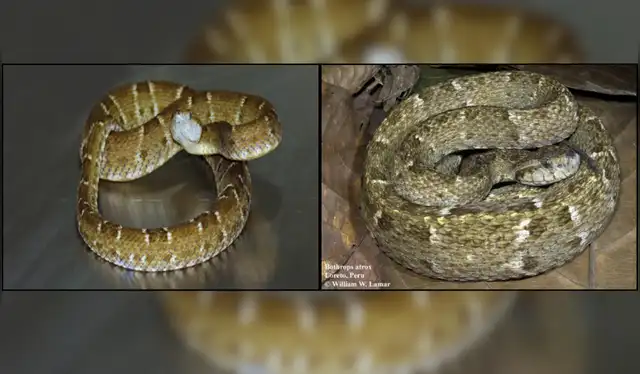 El jergón, cuyo nombre científico es Bothrops atrox, puede alcanzar los 2,4 metros y presenta un color verde olivo con figuras triangulares de bordes negruzcos. Fuente: Instituto Nacional de Salud / The Reptile Database.  