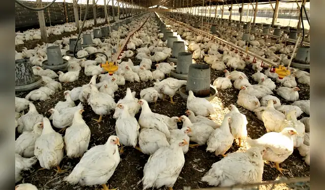 Indecopi determinará si las empresas habrían coordinado el incremento y mantenimiento del precio del pollo. Foto: Difusión. Indecopi determinará si las empresas habrían coordinado el incremento y mantenimiento del precio del pollo. Foto: Difusión.