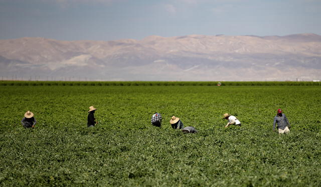 Farms in California suffering the situation. Photo: CalMatters.   