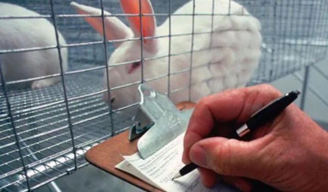 En 2025, el empleo de animales en laboratorios reducirá un 30%, anunció APA. Foto: Difusión