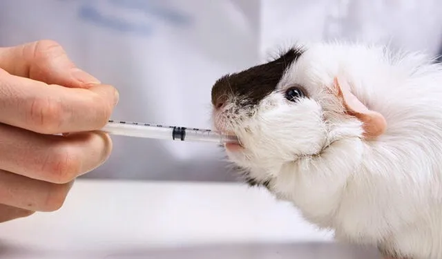 La Agencia de Protección Ambiental de Estados Unidos anunció que tomarán medidas alternativas para dejar de utilizar animales en experimentos científicos. Foto: Difusión