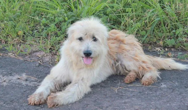 La decisión final del perro al encontrarse con sus dueños impactó a los internautas. Foto: Difusión