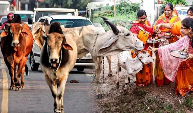 Las vacas son animales sagrados en la India. Foto: Foto: Jazmin Ceras/ composición LR   