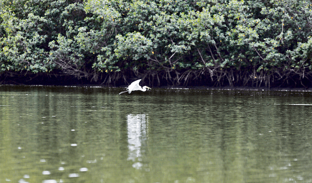  Entre el río y el mar. En los manglares no solo las aguas se unen sino también las aves. Foto: Antonio Melgarejo/La República   