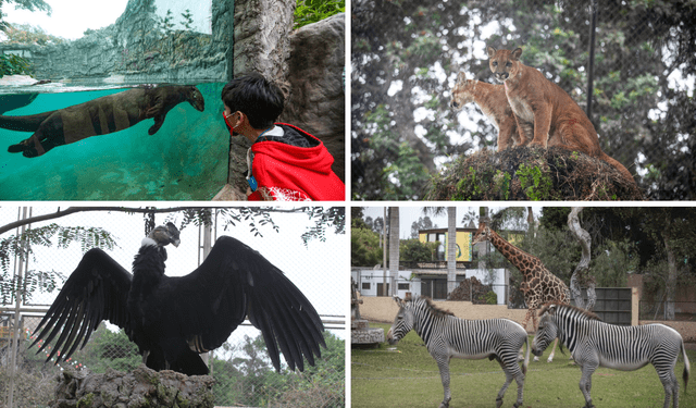 La Municipalidad de Lima señaló que, en los próximos 15 días, se inaugurará el zoológico.   