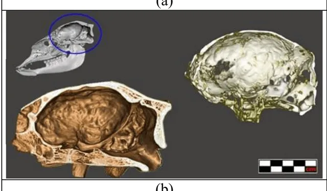  El estudio demuestra que la cabeza del supuesto ser humanoide es parte del cráneo de una llama. Foto: International Journal of Biology and Biomedicine   