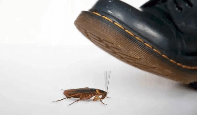 cucaracha, cucarachas, insecto más dificil de matar, por que no debes pisar la cucaraccha