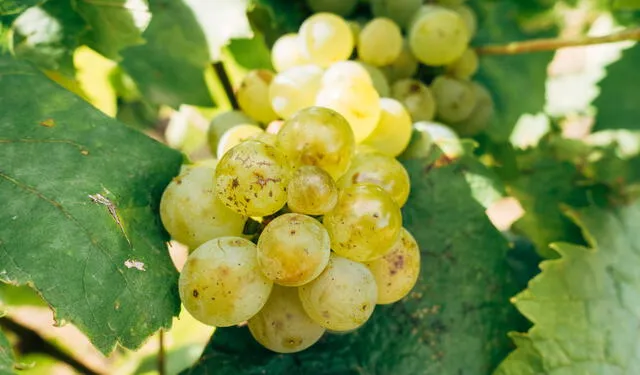 Los más antiguos registros de la uva se remontan a la prehistoria. Foto: Unsplash   