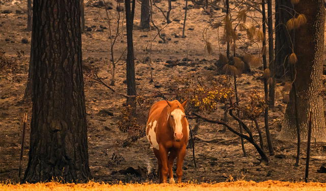  Miles de animales se han visto afectados por el incendio forestal en California. Foto: AFP    