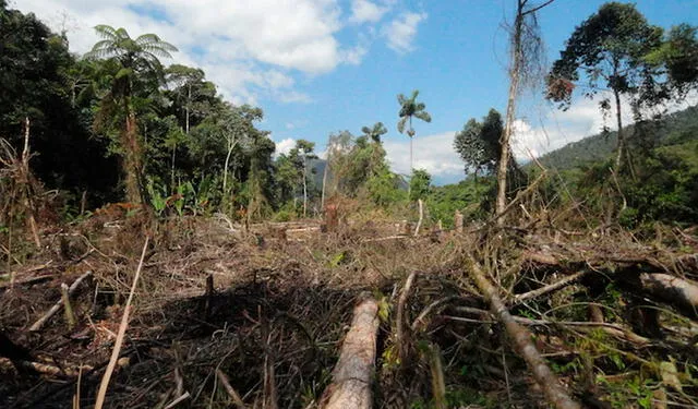 Se han registrado casos del virus de Oropouche en zonas deforestadas. Foto: Serfor Cusco.   